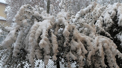 Piccolo ulivo copertp di neve