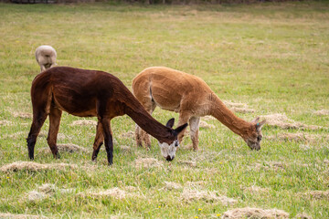 Obraz premium Two sheared alpacas grazing peacefully on a green rural pasture in natural farm landscape