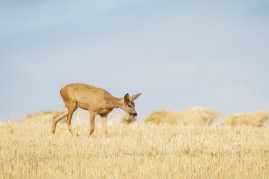Reh frisst auf dem Feld