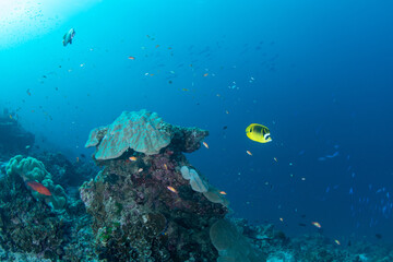 Obraz premium Tropical coral reef with small pinnacle covered by mountain coral and passing butterflyfish, Similan Islands, Thailand