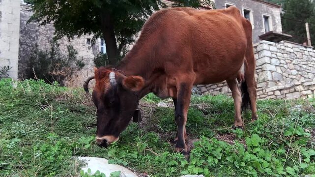 Weidende Kuh vor alten Steinmauern im Bergdorf, Qeparo, Qark Vlora, Albanien
