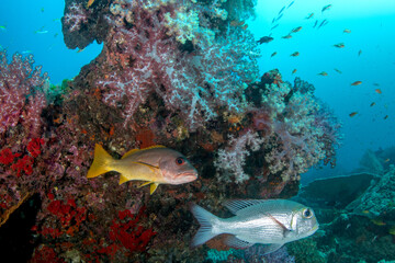 Obraz premium Dog snapper (Lutjanus jocu) and Bigeye emperor (Monotaxis grandoculis) next to vibrant purple soft corals, Similan Islands, Thailand