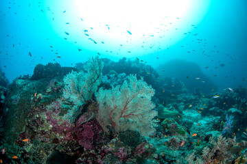 Sloping reef with large gorgonian sea fan and reef fish, looking up toward surface, Similan Islands, Thailand