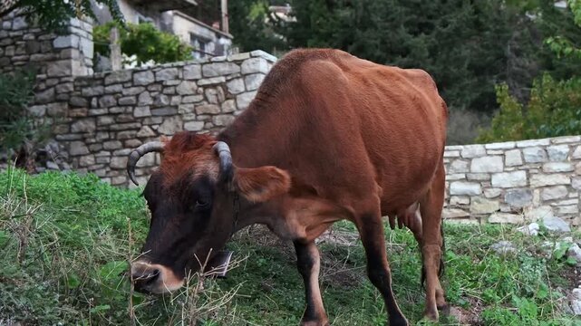 Weidende Kuh vor alten Steinmauern im Bergdorf, Qeparo, Qark Vlora, Albanien