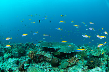 Yellowback fusilier (Caesio xanthonota) school over rocky reef with table coral underneath, Similan Islands, Thailand