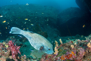 Obraz premium Blue-spotted pufferfish (Arothron caeruleopunctatus) feeding on soft coral reef underwater, Similan Islands, Thailand