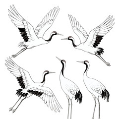 Naklejka premium Five white cranes in flight and standing poses