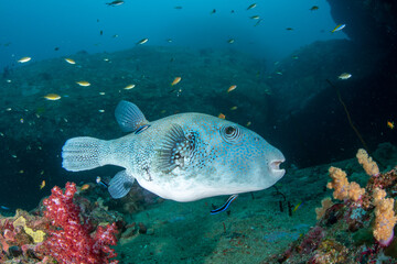Obraz premium Blue-spotted pufferfish (Arothron caeruleopunctatus) being cleaned by bluestreak cleaner wrasse (Labroides dimidiatus) underwater, Similan Islands, Thailand