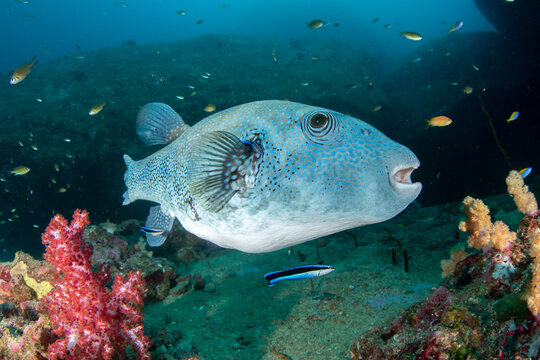 Blue-spotted pufferfish (Arothron caeruleopunctatus) being cleaned by bluestreak cleaner wrasse (Labroides dimidiatus) underwater, Similan Islands, Thailand