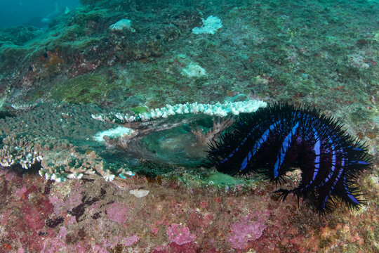 Crown-of-thorns starfish (Acanthaster planci) eating table coral underwater, Similan Islands, Thailand