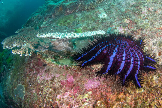 Crown-of-thorns starfish (Acanthaster planci) eating table coral underwater, Similan Islands, Thailand