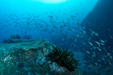 School of neon fusilier (Caesio glebi) swimming past granite boulders with green cup coral in foreground, Similan Islands, Thailand © Krzysztof Bargiel