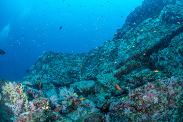 Obraz premium Limestone Rock Reef Covered in Soft Corals with Massive Fish School in Koh Bon