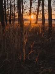 Fallen tree trunk in a quiet forest at sunrise with beautiful sun star and golden light