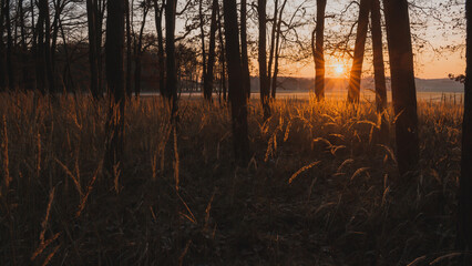 Fallen tree trunk in a quiet forest at sunrise with beautiful sun star and golden light