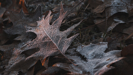 Fallen leaves and the first autumn frosts