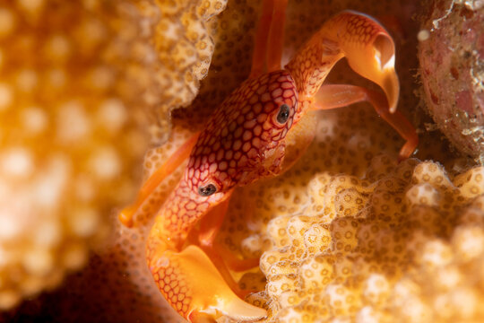 Close-up of red-spotted coral crab (Trapezia rufopunctata) on tropical reef, Similan Islands, Thailand