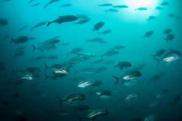 School of rainbow runners, bluefin trevallies, and longnosed emperors schooling together, Richelieu Rock, Thailand