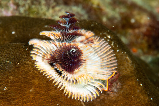 Close-up of Christmas tree worm (Spirobranchus giganteus) on tropical coral reef, Similan Islands, Thailand