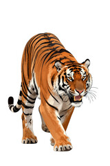 Obraz premium Striking tiger in mid-stride with intense expression.