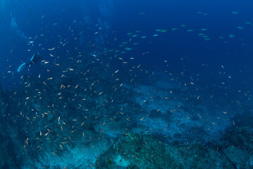 Naklejka premium School of reef fish over rocky coral reef with scuba diver, Similan Islands, Thailand