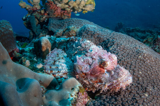 Raggy scorpionfish (Scorpaenopsis venosa) on tropical reef, Similan Islands, Thailand