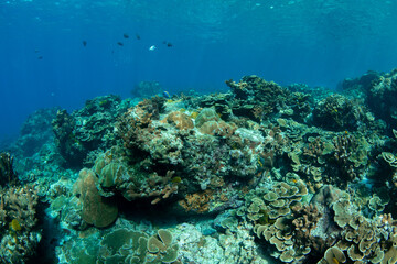 Seascape of hard coral-covered seabed, Koh Bon, Similan Islands, Thailand