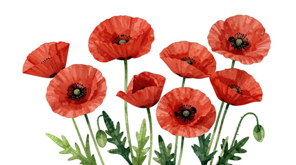 Obraz premium Watercolor red poppies with green stems and leaves.