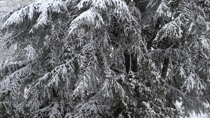 pino coperto di neve