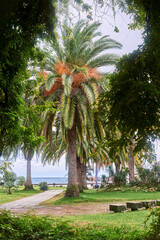 Palm tree stands by sea, its silhouette framing tropical beach paradise with ocean horizon.
