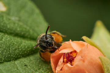 Macro fly resting on bright orange flower