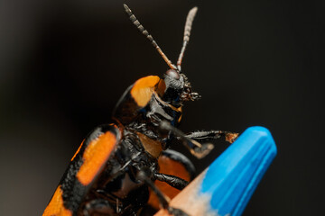 Tortoise beetle macro resting on blue pencil