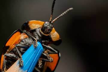 Tortoise beetle macro resting on blue pencil