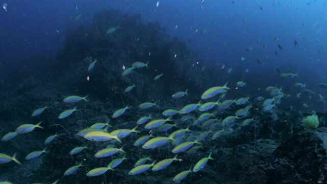 Yellowback fusilier (Caesio xanthonota) swimming over tropical coral reef, Similan Islands, Thailand