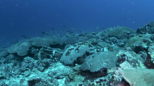 Underwater video at Koh Bon Thailand with hard coral reef and schooling fish transitioning to yellow snappers