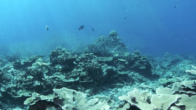 Underwater swim-through video at Koh Bon Thailand with glassfish schools and bluefin trevally around coral reef