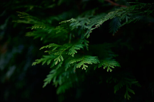 Green branches of a white cedar close-up. Natural green Christmas tree background.