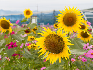  ピンクと黄色が広がる自然の調和
