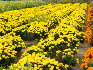  黄色とオレンジが並ぶ季節の絨毯
