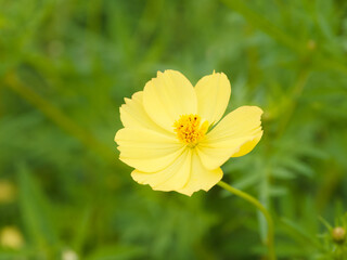  キバナコスモスの拡大写真