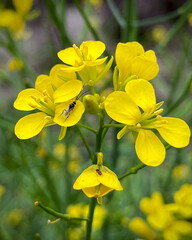Fototapeta premium Close-up shot of brilliant yellow rapeseed flowers with an insect on a bright day