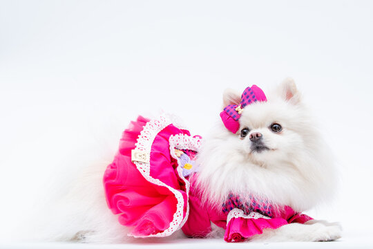 Spitz alem&atilde;o branca com vestidinho rosa lindo para festa