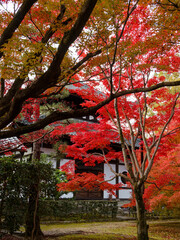  木造の美と紅葉が織りなす静寂の空間