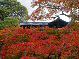  木造の橋と紅葉が織りなす京都の風情