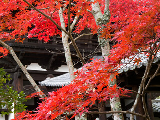  紅葉に包まれた木造建築と秋の気配