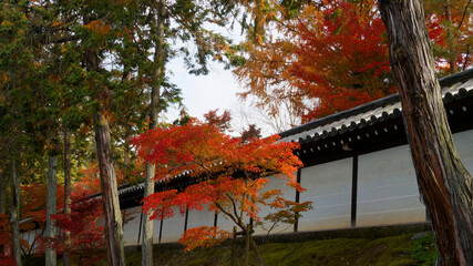  木々と建築が織りなす京都の秋