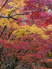  木々と建築が織りなす京都の秋