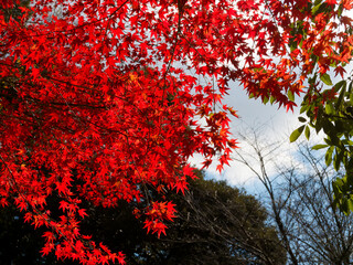  紅葉の天蓋が広がる秋空