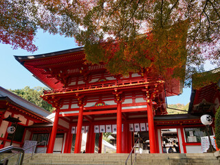  紅葉に包まれた近江神宮の社殿