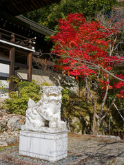  紅葉に佇む白獅子と秋の静寂